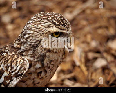 Avviso lo sguardo feroce di rapaci diurni scavando la civetta (Athene cunicularia) che mostra un efficace camuffamento piumaggio in luce diurna Foto Stock