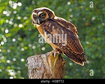 Lampeggiante in marrone asiatica di gufo di legno (Strix leptogrammica) appollaiate su taglio tronco di albero in condizioni di luce diurna con fuori fuoco sullo sfondo del fogliame Foto Stock
