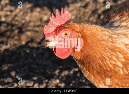 Piccolo gregge di otto free range chicken galline che vagano in un'area recintata in un giardino sul retro.piccolo uovo produzione per uso domestico.UK. Foto Stock