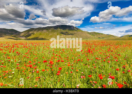 Nuvole sopra il monte Redentore e Castelluccio i campi di papaveri, Castelluccio di Norcia in Umbria, Italia. Foto Stock