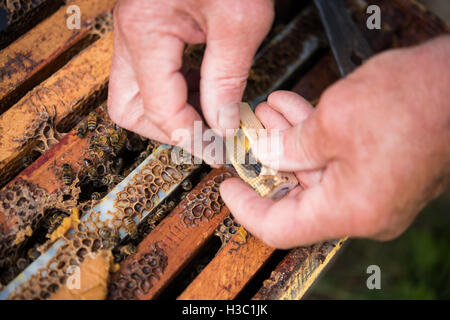 Apicoltore tenendo un legno gabbia queen Foto Stock