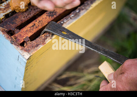 Apicoltore rimozione nido dal Beehive Foto Stock