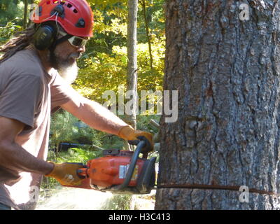 Lumberjack taglio basso pino con Husqvarna sega a catena Foto Stock