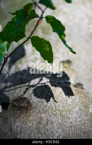 Ombra di un bosco di faggi foglia sull albero. Foto Stock