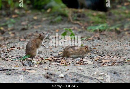 Coppia di ratti marrone - Rattus norvegicus. Regno Unito Foto Stock