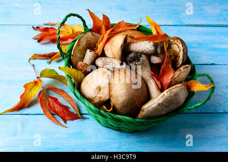 Forest la raccolta di funghi in verde cesto in vimini. Crudo fresco funghi sul tavolo blu. Leccinum scabrum Foto Stock