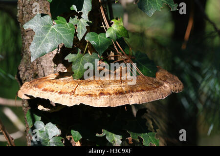Funghicoltura su albero di pino coperta di edera in autunno Foto Stock