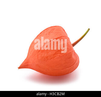Physalis alkekengi calix o diaframma isolato su bianco Foto Stock