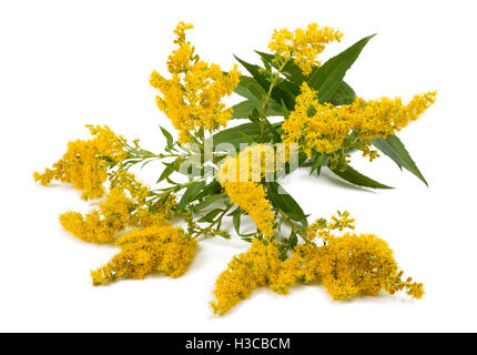 Oro (Solidago gigantea) fiori isolati su bianco Foto Stock