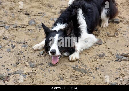 Border Collie cane. Foto Stock