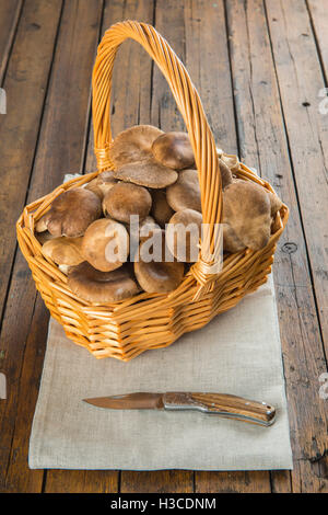 Cestello selvaggio con funghi Oyster sul tavolo della cucina Foto Stock