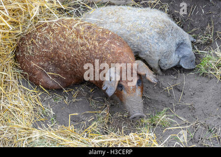 Due maiali in seduta la terra nera e fieno Foto Stock