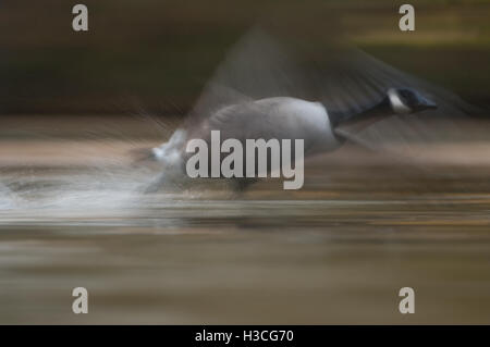 Canada Goose Branta canadensis che corre lungo l'acqua a prendere il largo, mostra il movimento, Essex, Ottobre Foto Stock