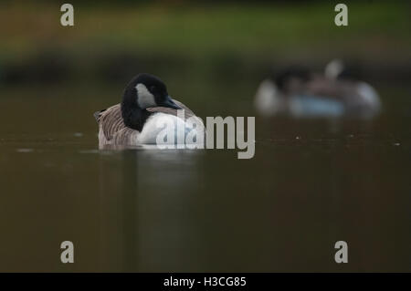 Canada Goose Branta canadensis ritratto con partner in background, Essex, Ottobre Foto Stock