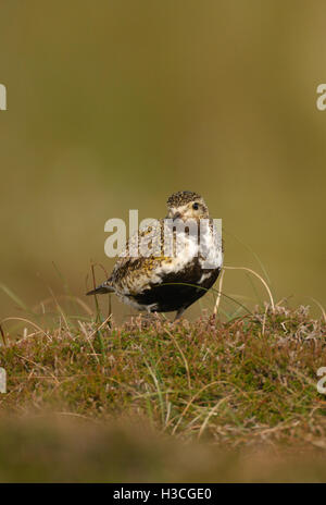 Golden Plover (Pluvialis apricaria) permanente sulla mossy tussock, isole Shetland, Giugno Foto Stock