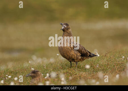 Grande Skua (Stercorarius skua) proteggere mate dal rivale, isole Shetland, Giugno Foto Stock