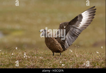 Grande Skua (Stercorarius skua) chiamando e visualizzazione di mate, isole Shetland, Giugno Foto Stock