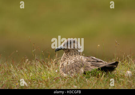 Grande Skua Stercorarius skua nidificazione sulla brughiera, isole Shetland, Agosto Foto Stock