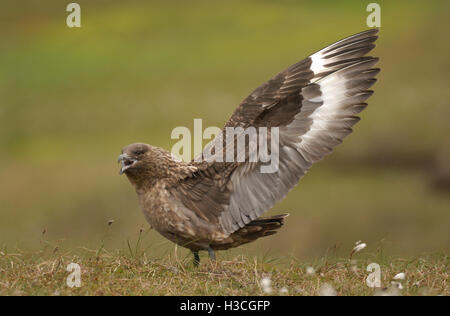 Grande Skua (Stercorarius skua) chiamando e visualizzazione di mate, isole Shetland, Giugno Foto Stock