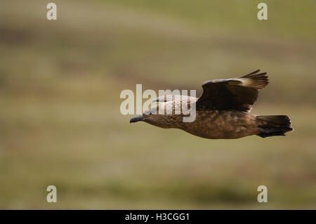 Grande Skua (Stercorarius skua) in volo, isole Shetland, Giugno Foto Stock