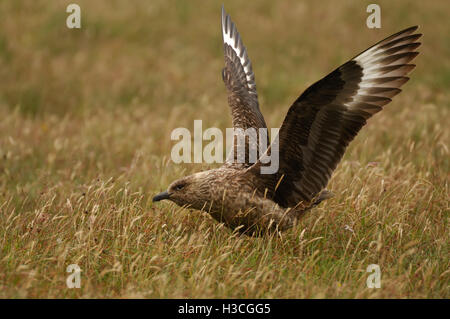 Grande Skua Stercorarius skua visualizzazione ad accoppiarsi sulla brughiera, isole Shetland, Agosto Foto Stock