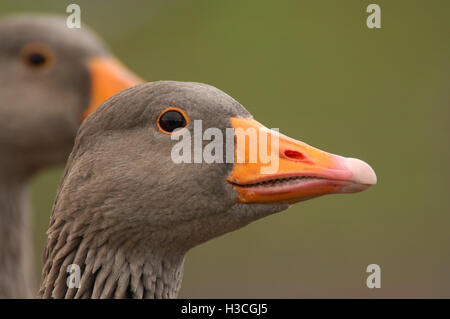 Graylag Goose (Anser anser) vicino fino alla testa, Gloucestershire, Novembre 2007 Foto Stock