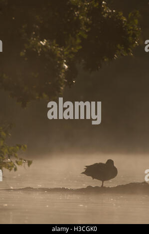 Germano reale Anas platyrhynchos appollaiato in early morning mist, Essex, Settembre Foto Stock