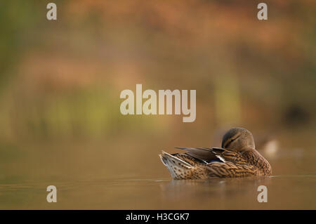 Femmina di Germano Reale Anas Platyrhynchos preening, Essex, Gennaio Foto Stock