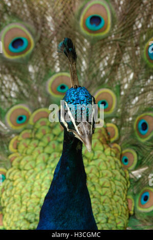 Peacock (Pavo cristatus) visualizzazione di piume, Essex Foto Stock