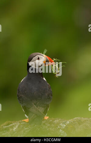 Puffin Fratercula arctica con materiale di nidificazione, isole Shetland, Agosto Foto Stock