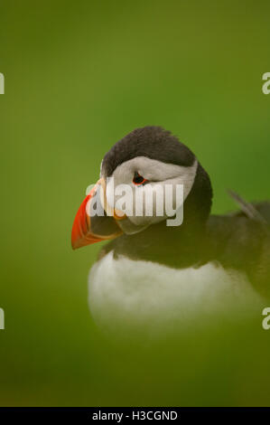 Puffin Fratercula arctica close up ritratto, isole Shetland, Agosto Foto Stock