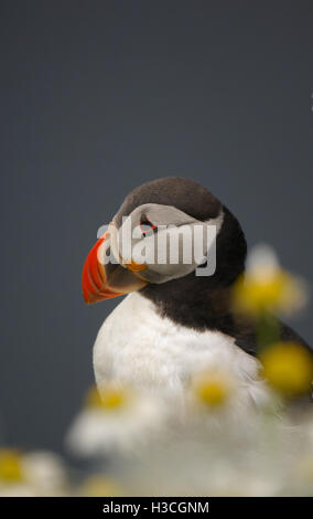 Puffin Fratercula arctica close up ritratto, isole Shetland, Agosto Foto Stock