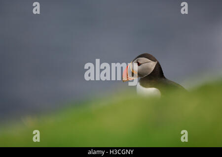 Puffin Fratercula arctica close up ritratto, isole Shetland, Agosto Foto Stock