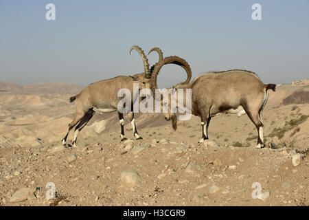 Ibex Nubiano - Capra nubiana Foto Stock