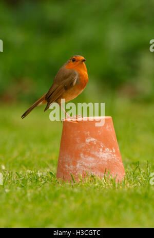 Robin (Erithacus rubecula) seduto sul vaso da giardino, Devon, Ottobre 2007 Foto Stock