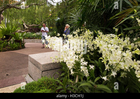 Singapore Botanic Gardens, National Orchid Garden visitatori tra fiori di orchidea bianchi Foto Stock