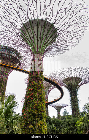 Singapore, giardini dalla baia, Supertree Grove, OCBC skyway elevato a piedi Foto Stock