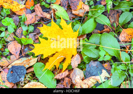 Un lone giallo rosso maple leaf tra le foglie cadute nella foresta di autunno Foto Stock