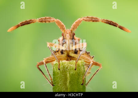 Extreme ingrandimento - bug Spiked, vista frontale Foto Stock