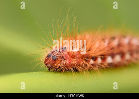 Extreme ingrandimento - Caterpillar rosso su una foglia Foto Stock