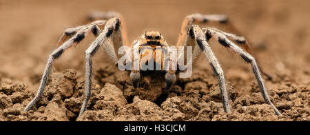 Ingrandimento estreme - Wolf Spider, corpo pieno shot, ad alta risoluzione Foto Stock