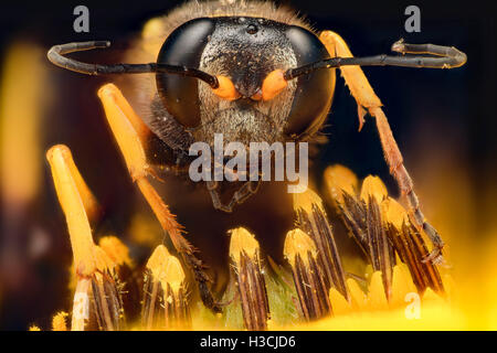 Extreme ingrandimento - Wasp su un fiore Foto Stock