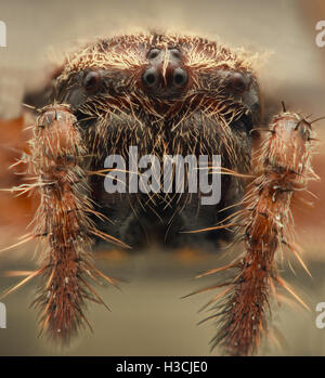 Extreme ingrandimento - Cross spider closeup Foto Stock