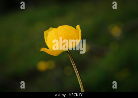 Globeflower (Trollius europaeus) in fiore. Parco Nazionale di Berchtesgaden. Alta Baviera. Germania. Foto Stock