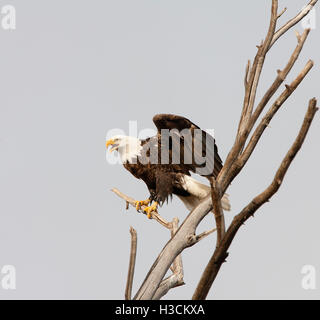 Aquila calva Foto Stock