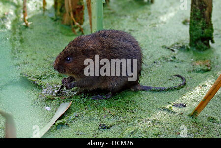 Acqua vole,(Arvicola amphibius) Foto Stock