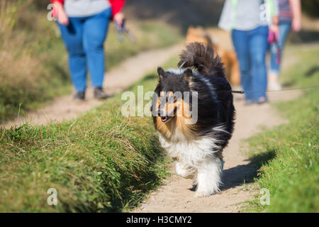Persone che camminano con collie cani nel paese Foto Stock