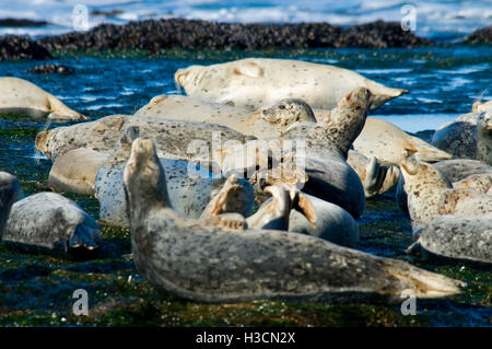 Le guarnizioni di tenuta del porto (Phoca vitulina), Marine giardini del parco statale, Oregon Foto Stock