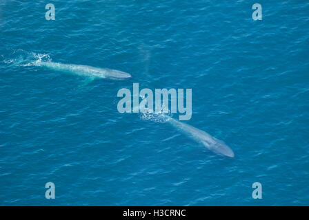 Due adulti le balene blu(balaenoptera musculus) vista aerea al di fuori del Parco Nazionale delle Channel Islands, CALIFORNIA, STATI UNITI D'AMERICA Foto Stock