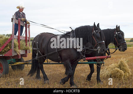 Uomo che guida un carro trainato da cavalli con due squadre di cavalli Percheron per raccogliere i puzzoli di avena durante il raccolto in Alberta Farmland, Canada occidentale Foto Stock